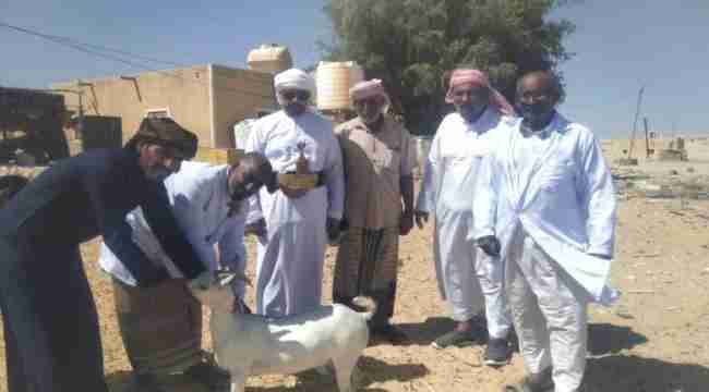 مدير عام ثمود يدشن حملة التحصين البيطرية في المديرية