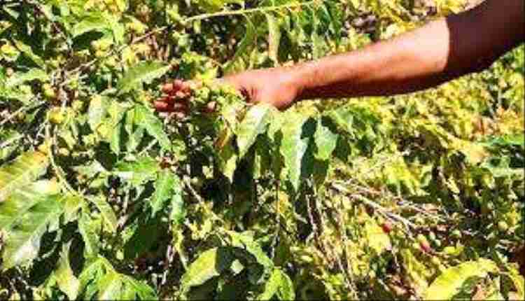فريق فني يجري مسح فني لمحصول أشجار البُن في يِهَر بلحج